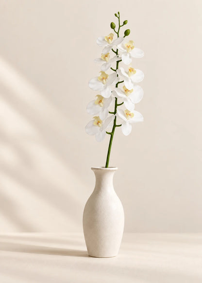 Orchidee in Weiß