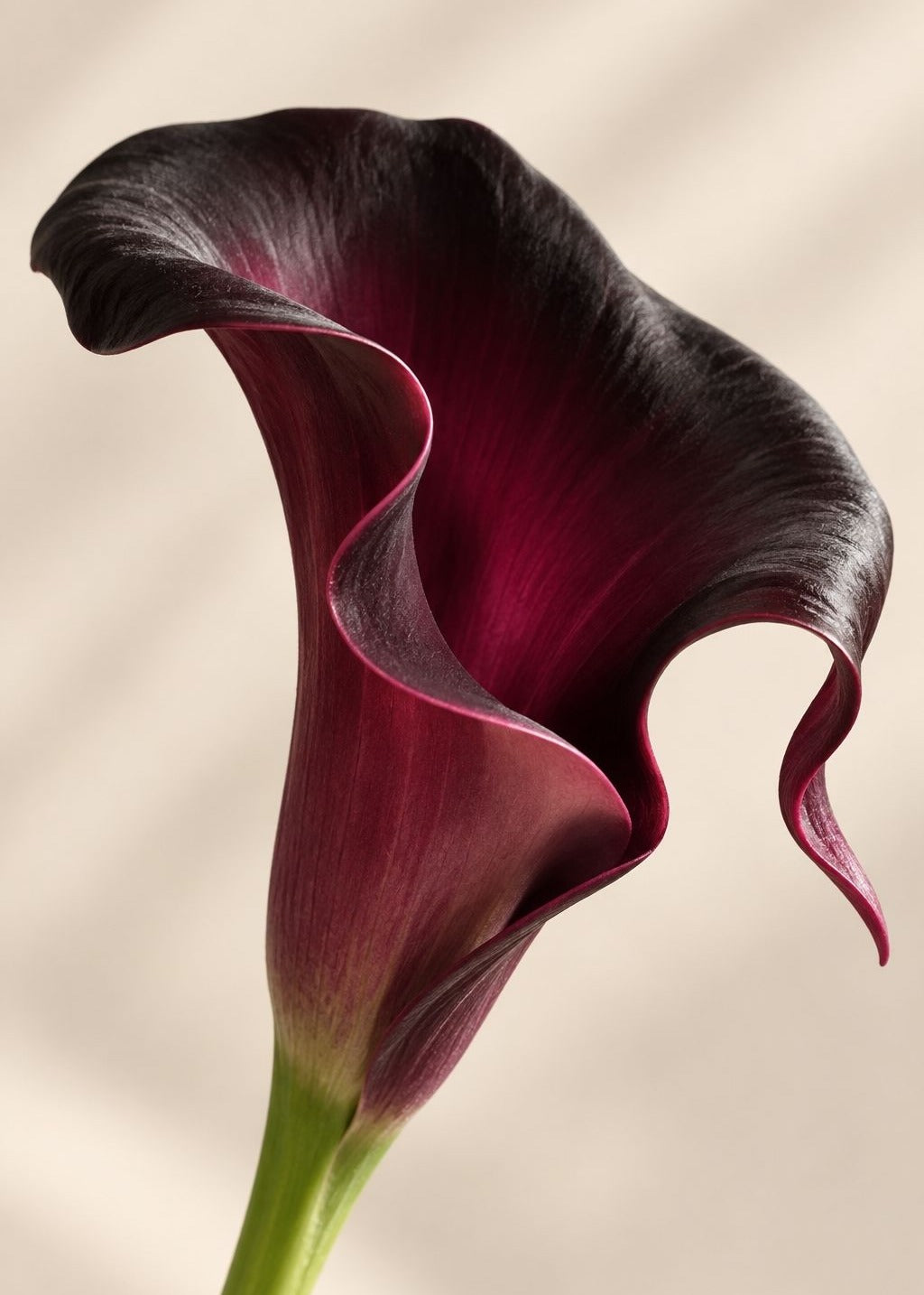 Calla Real Touch in Burgund – Detail