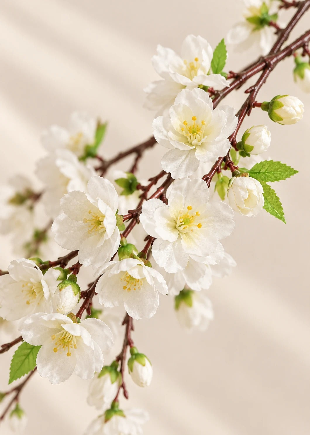 Kirschblüte in Weiß – Detail