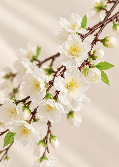 Kirschblüte in Weiß – Detail
