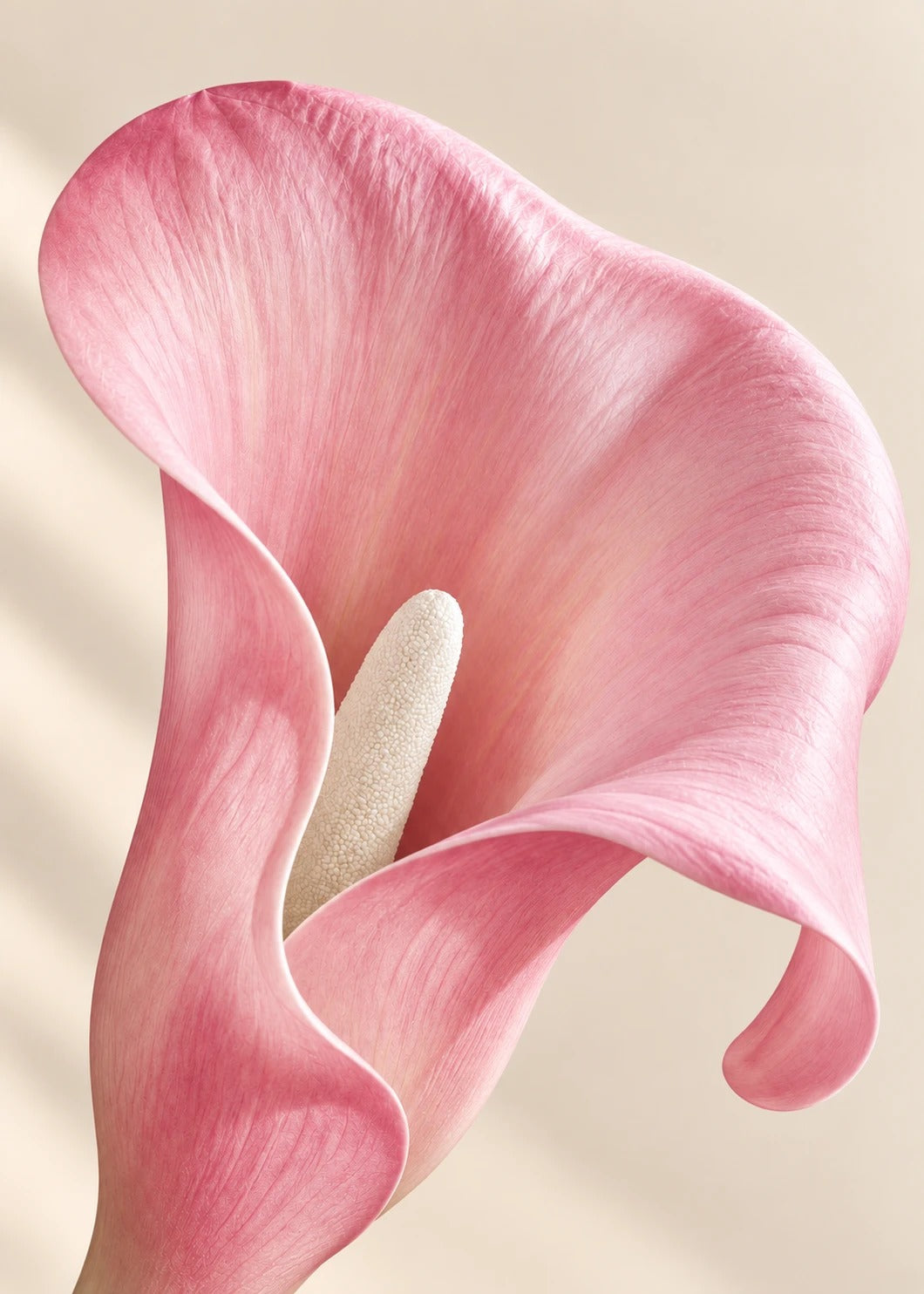 Calla Real Touch in Rosé – Detail