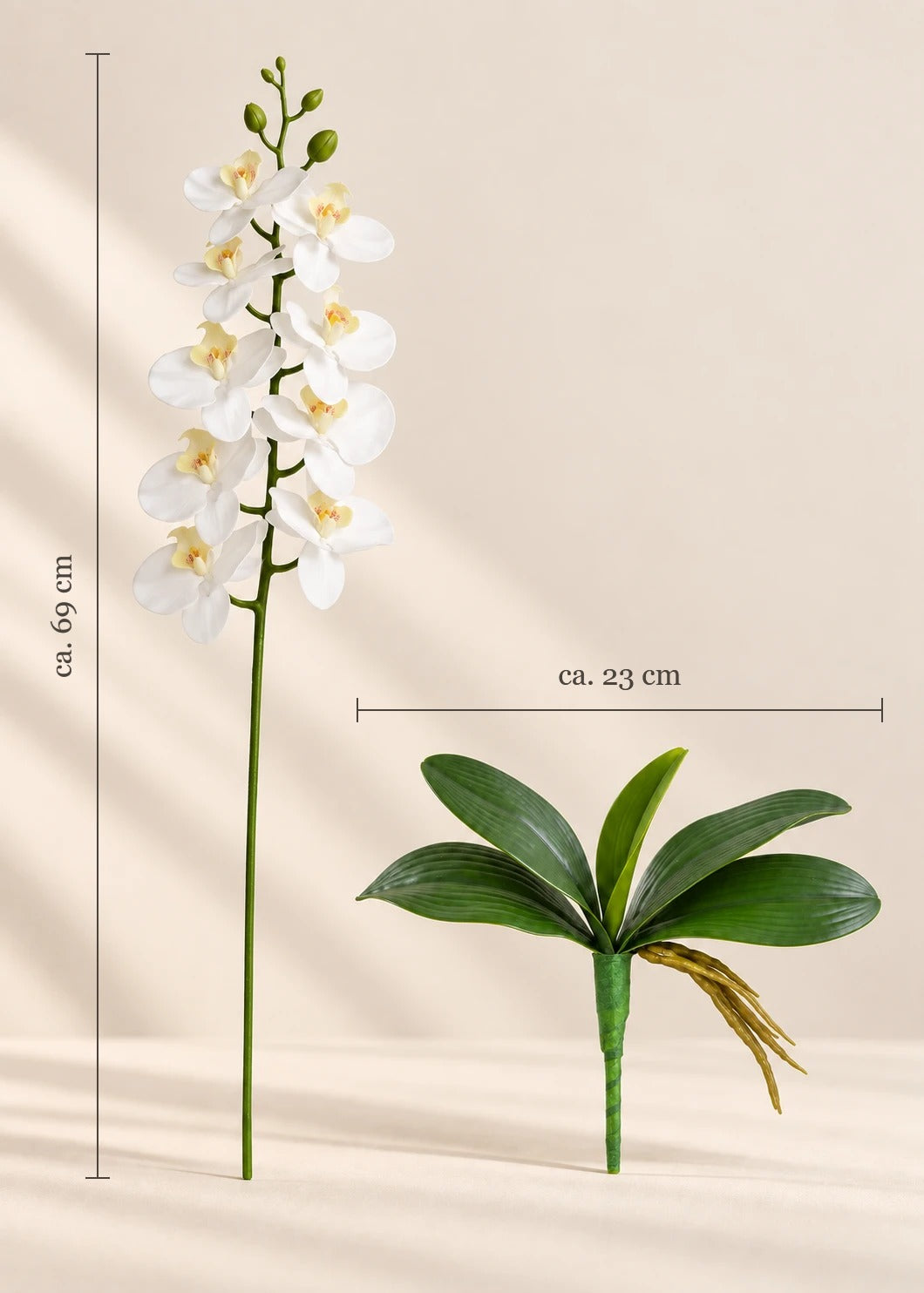 Orchidee – Maße (Weiß, Rosa, Gelb)