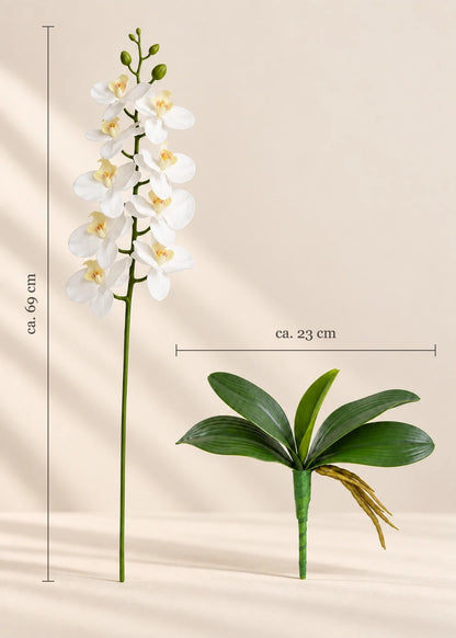 Orchidee – Maße (Weiß, Rosa, Gelb)