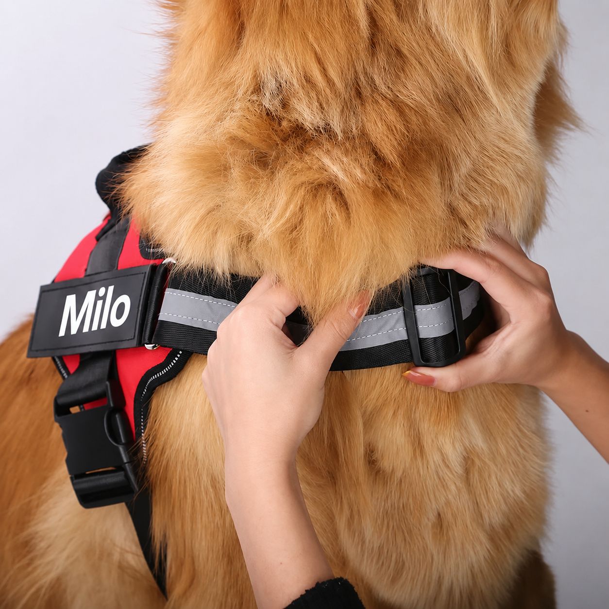 Hundegeschirr mit Namen & Telefonnummer – lasergraviert