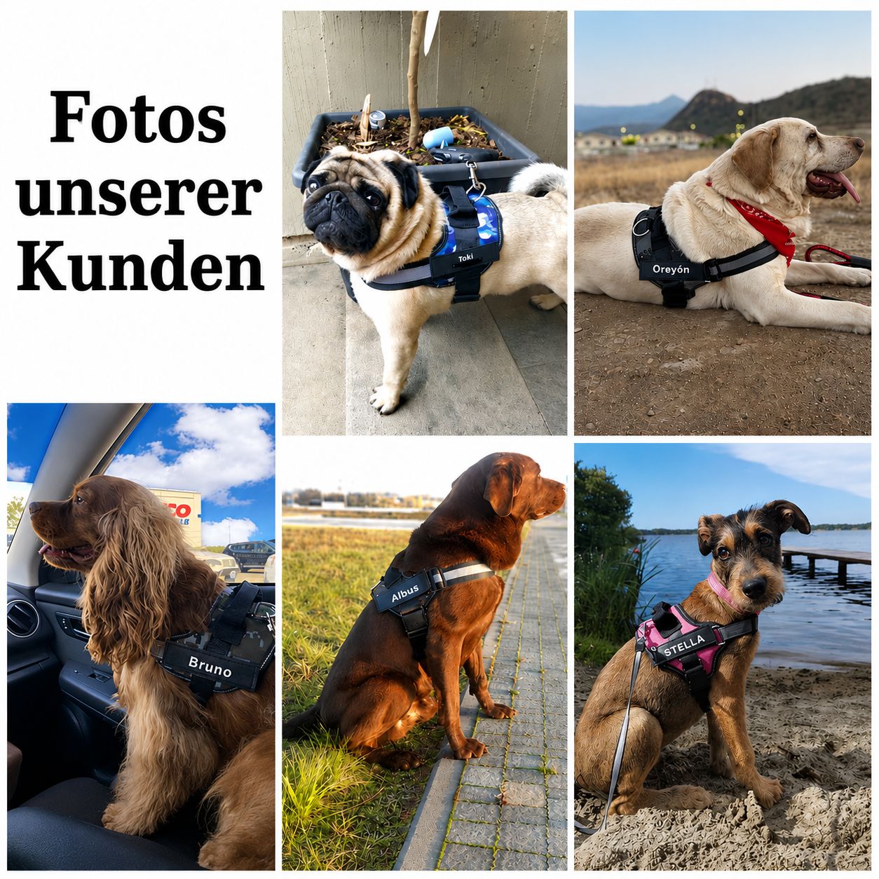Hundegeschirr mit Namen & Telefonnummer – lasergraviert